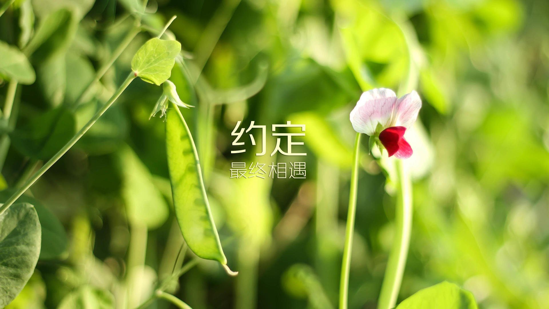 开云官网-埃利亚·维维亚尼赢得场地自行车全能金牌，维亚利和维埃里